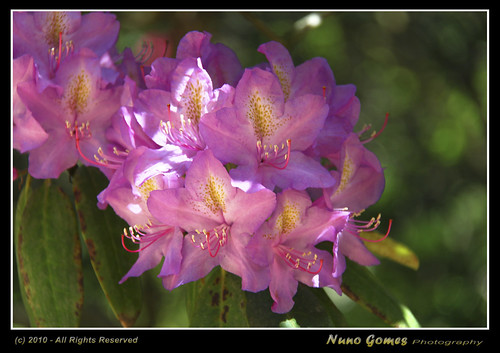 flowers flores nature garden flora natureza n explore porto jardim botanico vegetation botanic gomes ohhh vegetação nunogomes panoramafotográfico mygearandme mygearandmepremium mygearandmebronze mygearandmesilver mygearandmegold mygearandmeplatinum mygearandmediamond ngomes