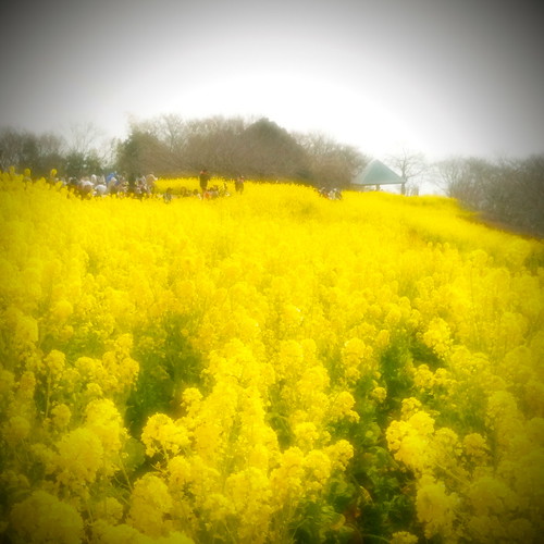 park flower apple nature yellow application kanagawa iphone camerakit rapeblossom 菜の花 二宮 吾妻山公園