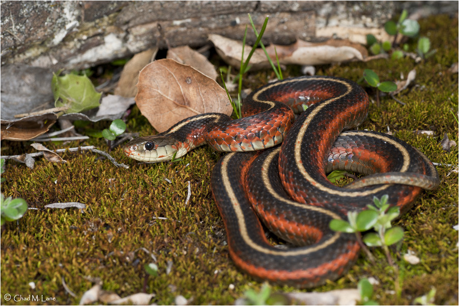 2011 end of the year review. - Field Herp Forum