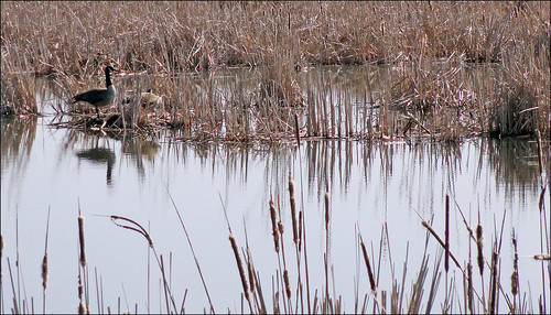 water birds reeds geese pond michigan cybershot canadageese mapleriver joeldinda stategamearea cattalis asisaiddull
