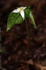trillium flower in la honda, california? 