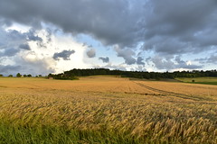Vaste champs de blé sous une éclaircie du soir