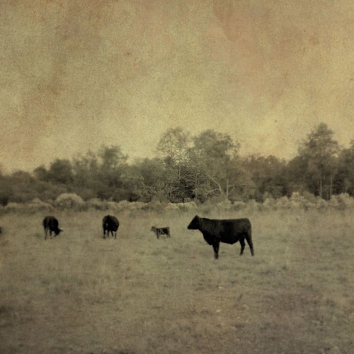 pictures usa black texture rural america ga georgia cow photo cattle cows south country pasture pastoral 2011 antiquelook copyrightbrianbrown