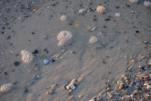 morning november shells beach gulfofmexico water sunrise flow coast al sand nikon waves alabama bubbles pebbles shore gulfshores 2010 gulfcoast baldwincounty d3000 november2010 nikond3000