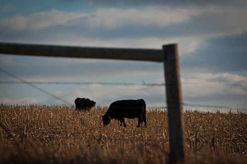 landscape cow cornfield nebraska farmland nikon70200mm nikond300s