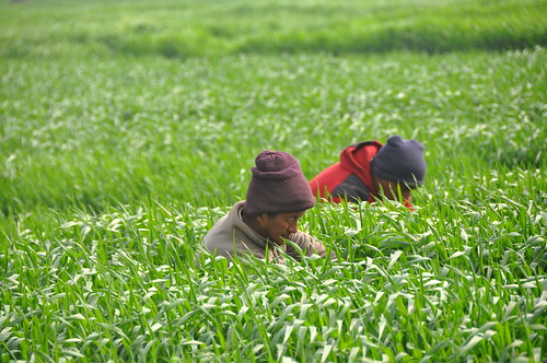 india education rice wheat farming farmer agriculture punjab climatechange climate adaptation outreach ludhiana mitigation cgiar foodsecurity igp ccafs cgiarclimate farmertestimonials