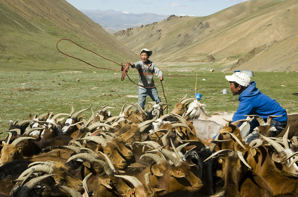 Mongolian Boys Herd Goats