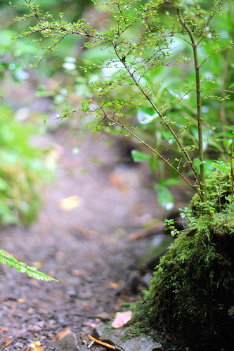 newzealand plant forest canon track path ground canterbury trail dslr canonef50mmf14usm 400d rydefalls oxfordforest