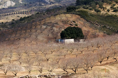 2005 trees españa andalucía spain hill plantation february andalusia olivetrees konicaminolta7d minolta28105f3545