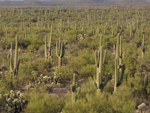arizona usa cacti landscapes flickr desert unitedstatesofamerica gps 2010 paloverdetree panoramio saguarocactuscarnegieagigantea