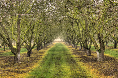 california trees farm almond merced naturepoetry