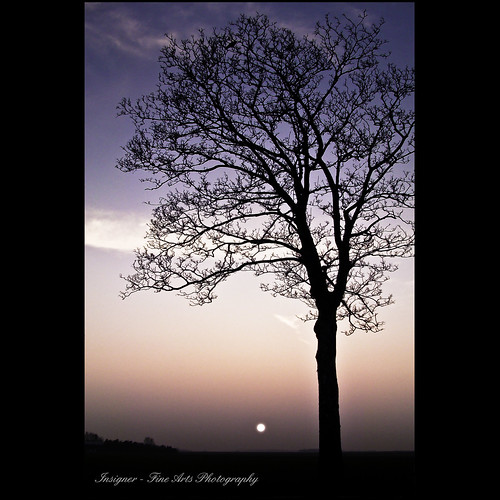 sky sun tree art night canon landscape fun photography evening natural ligth 1001nights 30d