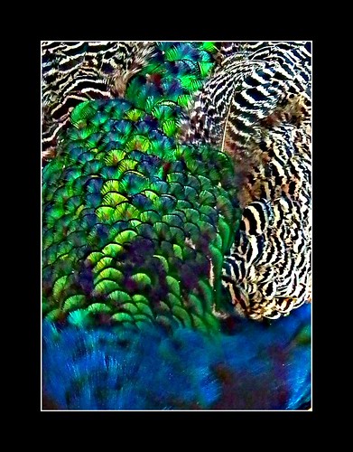 southafrica fuji peacock wiildbirds fujihs10