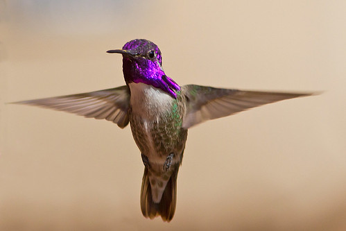 arizona tucson hummingbirds costas
