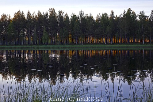 sunset summer lake nature grass pine clouds finland koivu evening pond vesi ilta lappi kesä luonto pilvet järvi auringonlasku puita reflecion heijastus lampi mänty ruoho olavi kuusi lumpeet marrasjärvi ikithule