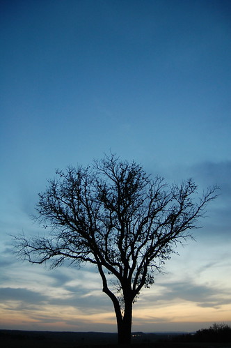 sunset tree oaktree marblefallstexas
