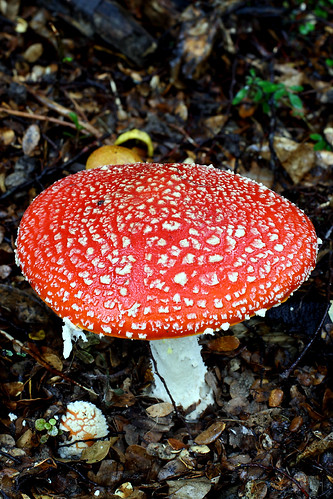 red newzealand mushroom canon canterbury fungi dslr flyagaric 400d canonef2485mmf3545usm rydefalls oxfordforest