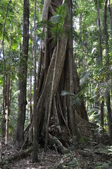 Rainforest, Willi Willi National Park