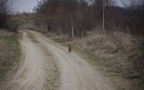 winter hare abroad lane encounter petrified glasseyesview outstairs bannedrigid