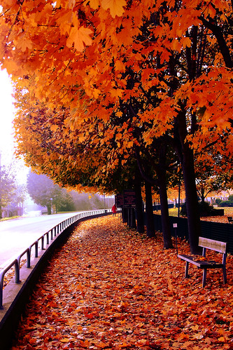 park blue autumn red parco tree verde green colors foglie gallo leaf floor albero autunno rosso colori pavimento nicolò nicolorion