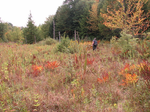 landscape fen naturalcommunity eriecountypennsylvania pnhpvoucher hancocktract buckthornsedgegoldenragwortfen f09woo71