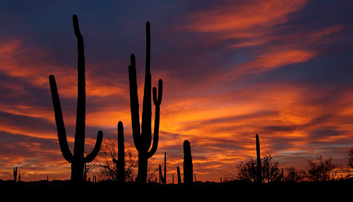 red desert tucson saguaro hdr 2011 photomatix camnats dailynaturetnc11 camnats110407