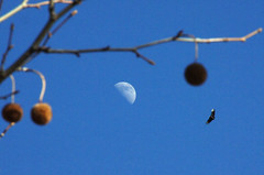 042/365: Friday, February 11, 2011: Eagle, day moon, and sycamore fruits