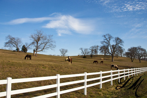 horses tennessee country nikond90 coldwatertennessee