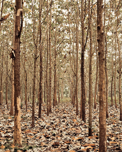 forest canon indonesia dry dreary hutan teak kering pohonjati daunjati