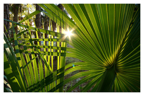 light sunset green palms back florida