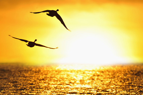 blue lake heron birds flying geese spring canadian goose macomb illinis