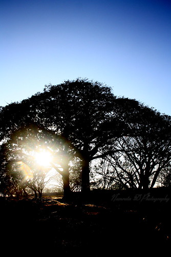 tree sunrise sihouette lalbagh