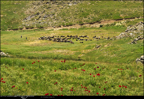 landscape sheep iran mazandaran lar ایران plain copse irn شقایق مازندران دشت گوسفند منظره لار