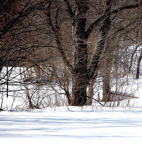 winter snow fence landscape upstatenewyork newyorkstate picketfence elkcreek schenevus otsegocounty edbrodzinsky