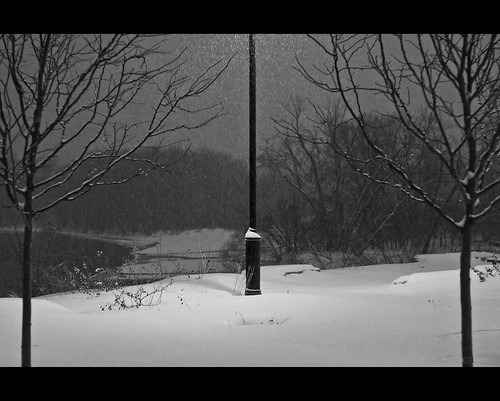 trees winter light bw white snow black tree nature minnesota landscape 50mm 2011 niftyfifty jeanamariephotography
