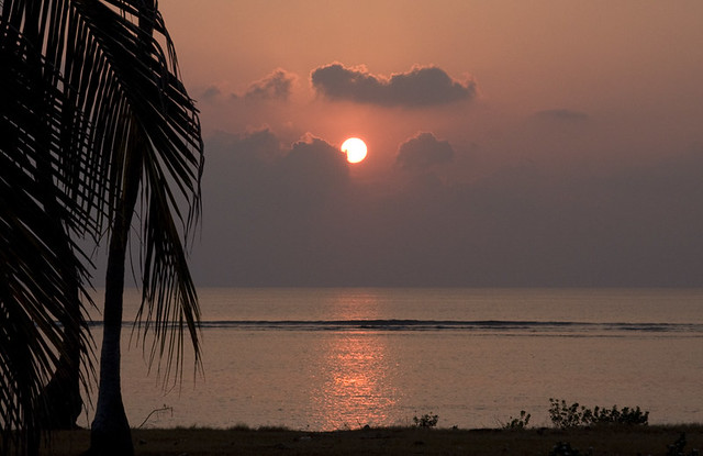 Palm sunrise