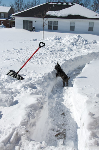 winter pets snow dogs yorkie animals yorkshire westie chloe trench terrier paths shovel snowfall blizzard westhighland shoveling pathways snowshovel snowtrench fourche afsdxvrzoomnikkor18200mmf3556gifed blizzardaftermath