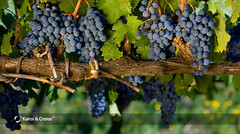 Cabernet Sauvignon Grape