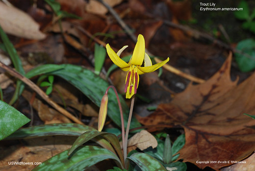 Trout Lily; Dogtooth Violet - Erythronium americanum