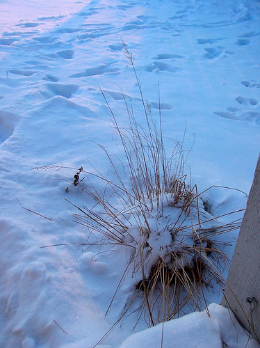morning winter snow grass sunrise illinois normal prairie sporobolus dropseed sporobolusheterolepis