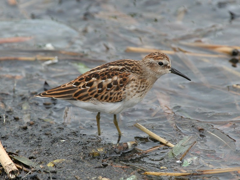Photograph titled 'Least Sandpiper'