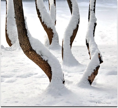 trees winter snow ngc doorcounty 2011 platinumheartaward nikond300s dmoutray mygearandme mygearandmepremium