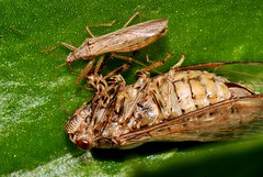 Cicada and Hemiptera