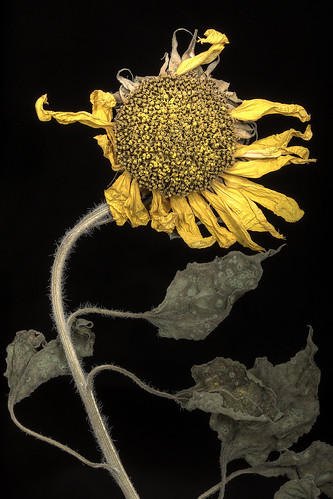 flower poetry poem sharp crisp sunflower dried dying shrivel dessicate