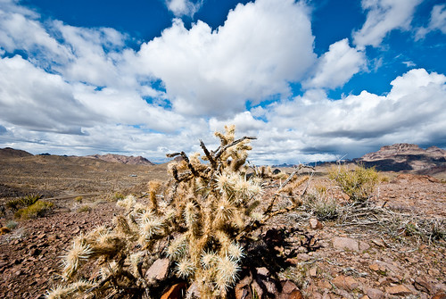 california arizona cactus sky usa clouds desert oatman mohavecounty oatmanroad cohwy10 deletedbythehotboxuncensoredgroup felizmojavedad countyhighway10 hbus4d10