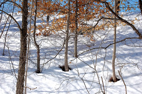 trees winter snow landscape upstatenewyork newyorkstate elkcreek schenevus edbrodzinsky