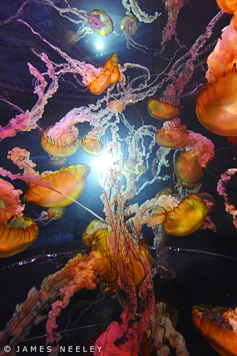 aquarium jellyfish lasvegas nevada jamesneeley sharkreefaquarium