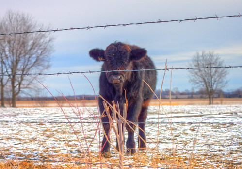 winter sky cute field fence landscape cow angus bull hdr photomatix