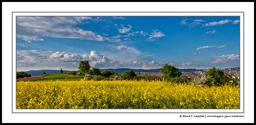 bodan bodensee environment ecosystem europe scenery scenic sky color clouds colour photography fotografie landscape nature lakeconstance travel trees hiking imagineyourworld countryside berndflaeschke canon60d field outdoor plant grass serene