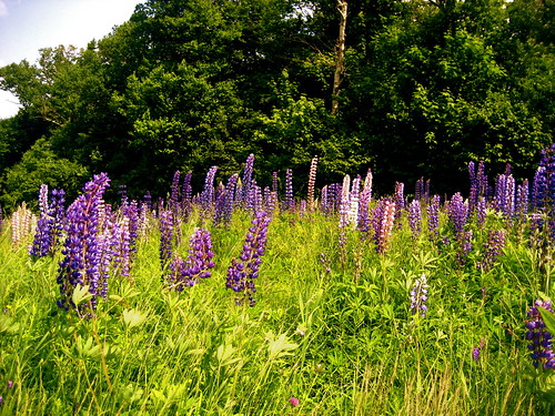 flowers grass purple hiking maine meadow trail backpacking wilderness lupine saddlebackmountain rangely